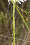 Thistleleaf aster